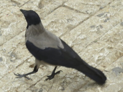 bestiaire, IMG_2023 - Copie