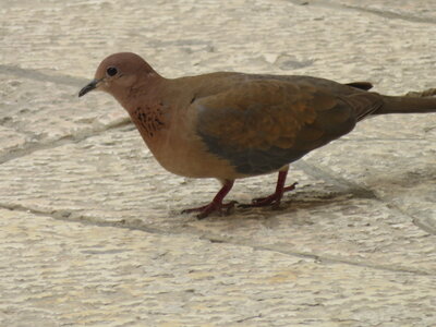 bestiaire, IMG_2028
