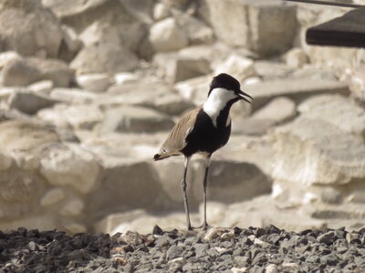 bestiaire, IMG_2403