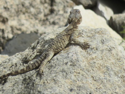 bestiaire, IMG_2612