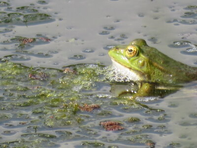 bestiaire, IMG_2988
