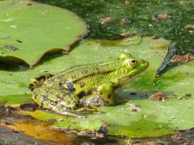 bestiaire, IMG_2996