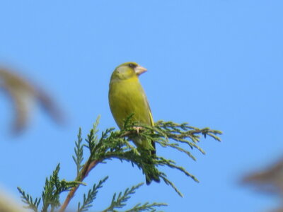 bestiaire, IMG_3663