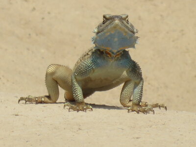 bestiaire, IMG_0453