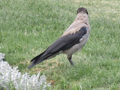 bestiaire, IMG_1167