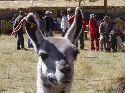 bestiaire, lama foire de Huancavelica