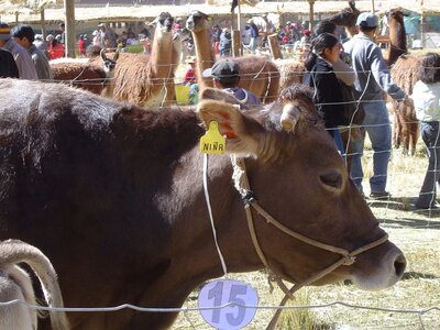 bestiaire, 15huancavelica19