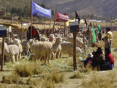 bestiaire, 15huancavelica16bis