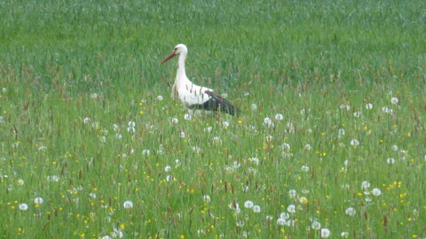 bestiaire, cigogne Haverskerque