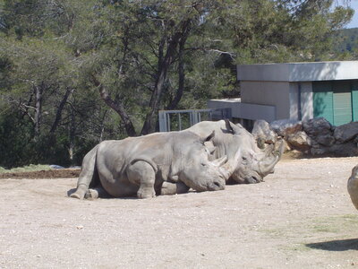 bestiaire, DSC07858