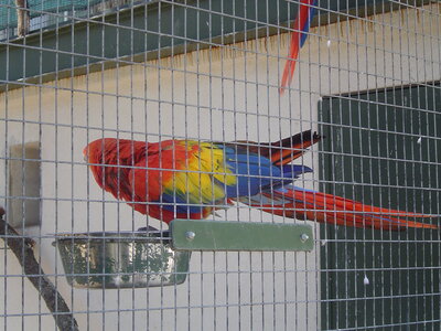 bestiaire, DSC07867