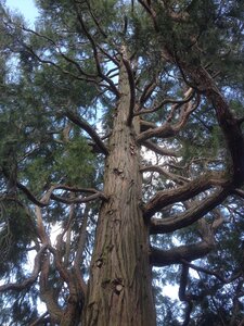 Arbres remarquables du Savès, calocèdre Puylausic près de l'église