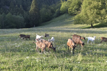 Slovénie Août 2022, _DSC0997