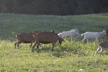 Slovénie Août 2022, _DSC0990
