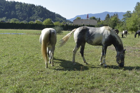 Slovénie Août 2022, _DSC0551