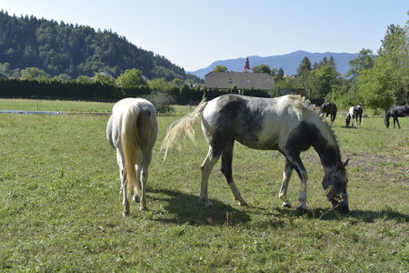 Slovénie Août 2022, _DSC0550