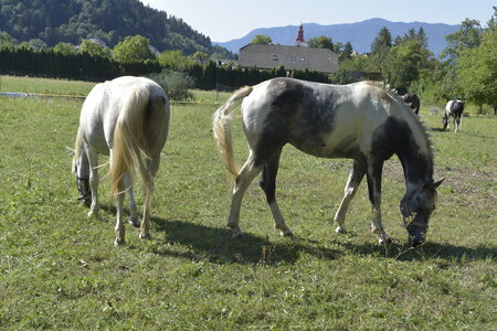 Slovénie Août 2022, _DSC0548