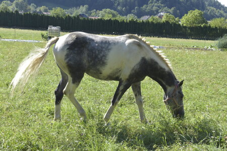 Slovénie Août 2022, _DSC0543