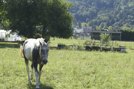 Slovénie Août 2022, _DSC0531