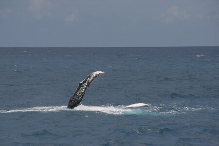 La Gazette de Justine, 5_Baleine Pectorale 1