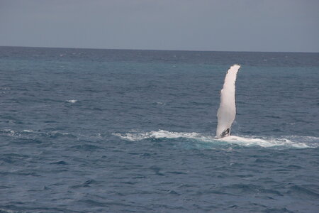 La Gazette de Justine, 5_Baleine Pectorale 2