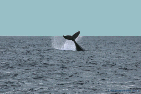 La Gazette de Justine, 5_Baleine Coup de Queue7