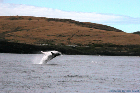La Gazette de Justine, 5_Baleine Saut 1