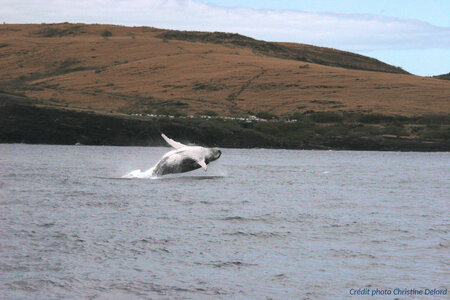 La Gazette de Justine, 5_Baleine Saut 3