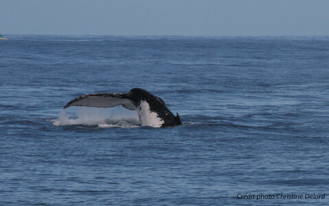 La Gazette de Justine, 5_Baleine Caudale 2