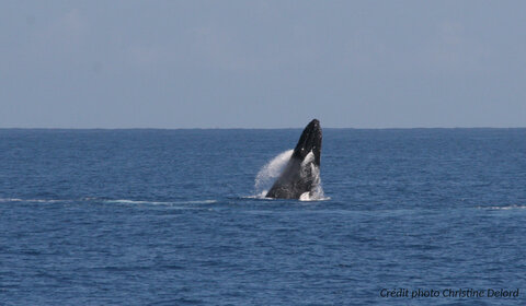 La Gazette de Justine, 5_Baleine Saut 