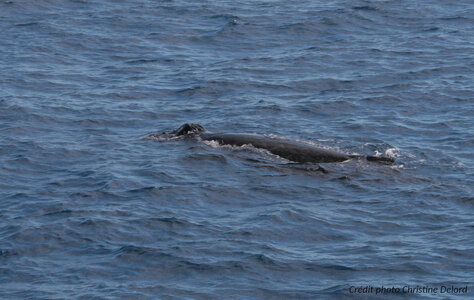 La Gazette de Justine, 5_Baleine Rostre 1
