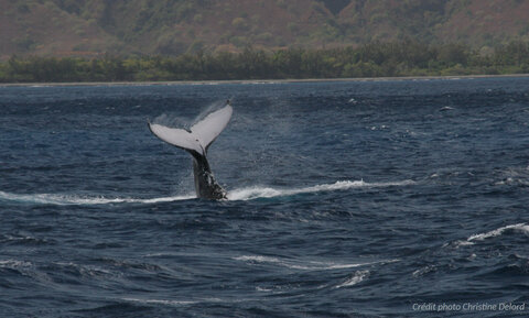 La Gazette de Justine, 5_Baleine Coup de Queue1