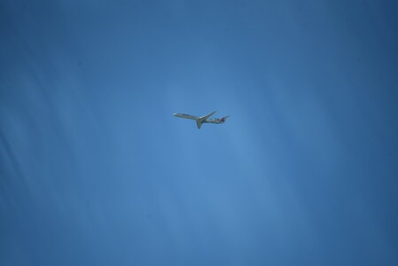 Avignon 2022, Zurlu  4 