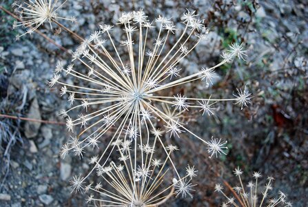 Bréziers, la chapelle de Ste Sixte par la bergerie 04102022, DSC_0373
