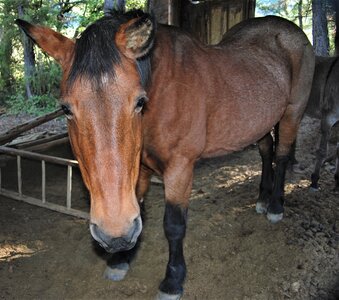 Bréziers, la chapelle de Ste Sixte par la bergerie 04102022, DSC_0391