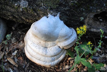 Bréziers, la chapelle de Ste Sixte par la bergerie 04102022, DSC_0411