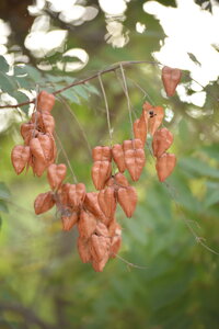 Avignon 2022, Zurlu  453 