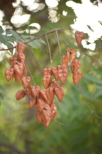 Avignon 2022, Zurlu  454 