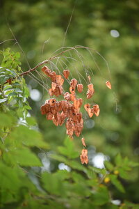 Avignon 2022, Zurlu  455 