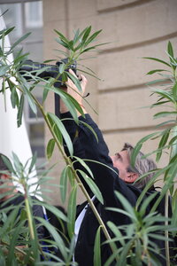 Avignon 2022, Zurlu  542 