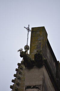 Avignon 2022, Zurlu  595 