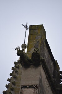 Avignon 2022, Zurlu  596 