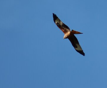 Milan Royal, Rapaces 080jpg