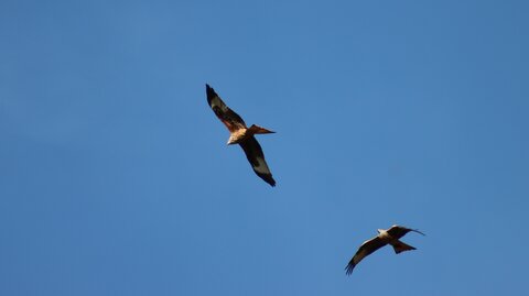 Milan Royal, Rapaces 001