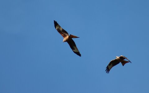 Milan Royal, Rapaces 002