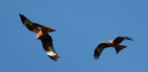 Milan Royal, Rapaces 003