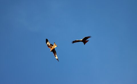 Milan Royal, Rapaces 004