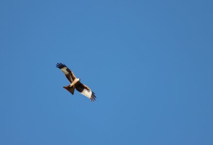 Milan Royal, Rapaces 015