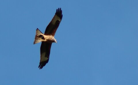 Milan Royal, Rapaces 032