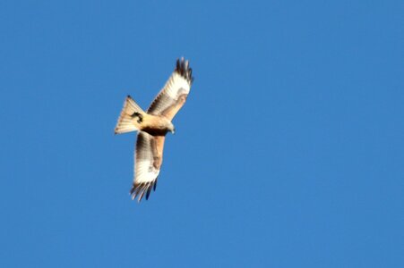 Milan Royal, Rapaces 047